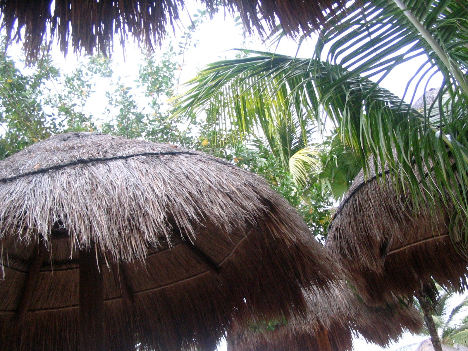 Day 7- Beautiful trees and tan grass huts.jpg